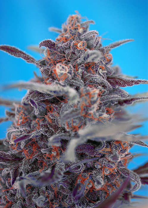 Devil Cream Auto