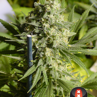 Double Dutch de Serious Seeds