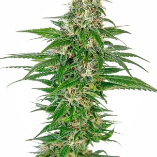 Early Skunk Automatic