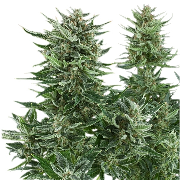 Easy Bud-1124