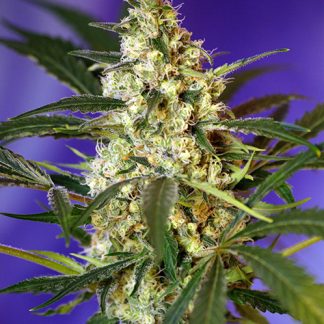 Fast Bud 2