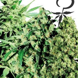 Feminized Mix