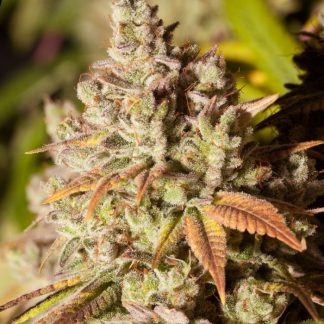 Gorilla Glue Auto Bulkzaden