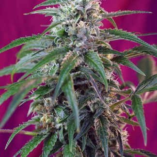 Green Poison Auto