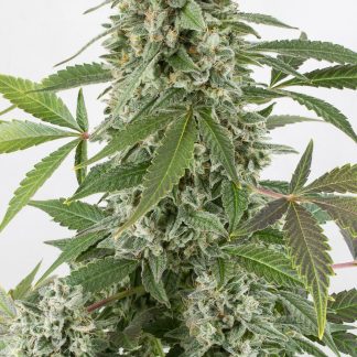 White Widow Automatic Bulk Seeds