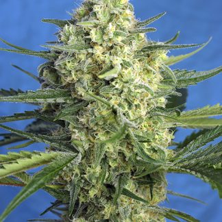 Jack 47 XL Auto
