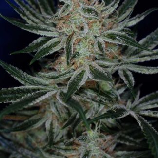 Jack The Ripper