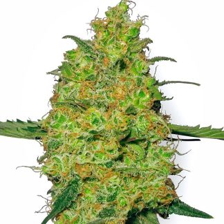 Master Kush