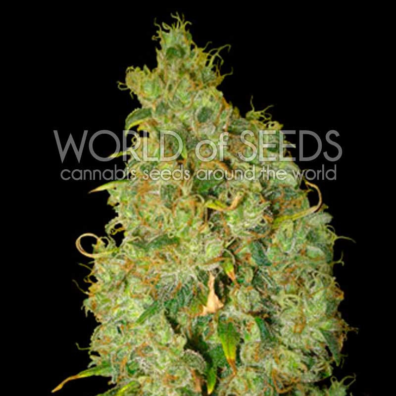 Northern Light x Skunk