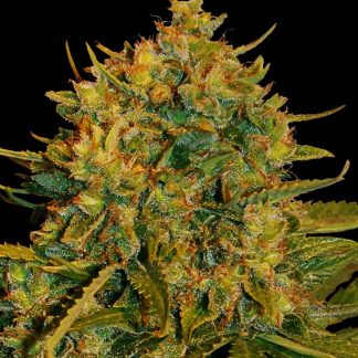Northern Light x Big Bud Auto