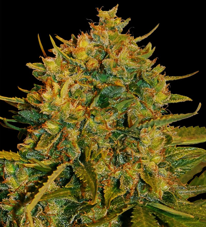 Northern Light x Big Bud Auto