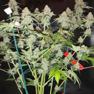 Northern Light Auto