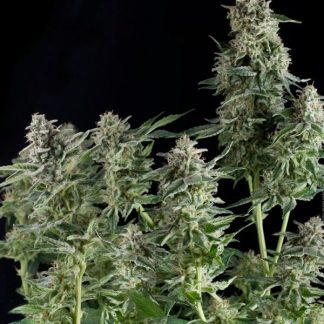 Northern Light BULK ZADEN