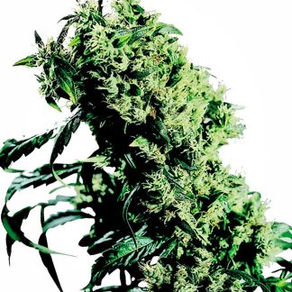 Northern Lights #5 x Haze