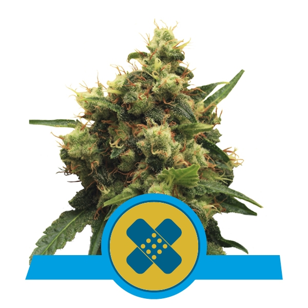Painkiller XL CBD