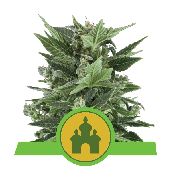 Royal Kush Automatique
