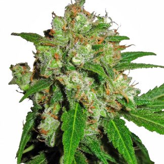 Sensi Skunk
