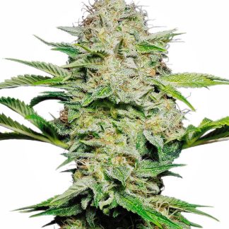 Sensi Skunk Automatic