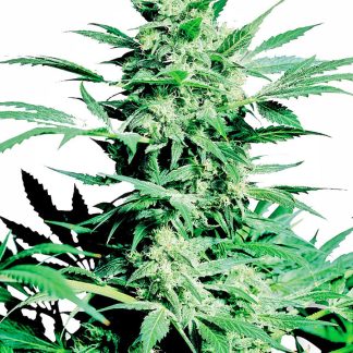 Shiva Skunk