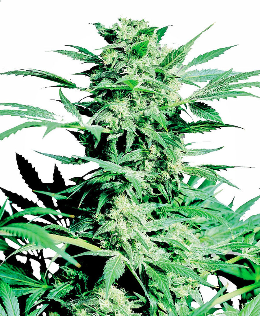 Shiva Skunk