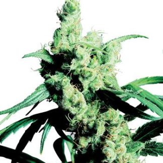 Silver Haze 9