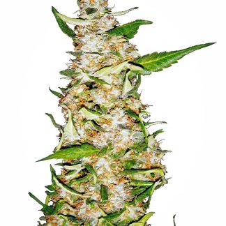 Skunk 1