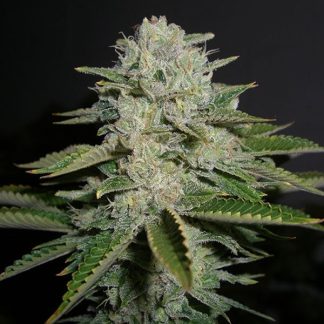 Sour Diesel seeds