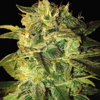 Sugar Mango Ryder