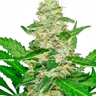 Super Skunk Auto