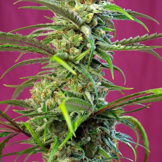 Sweet Tai de Sweet Seeds
