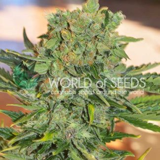 Tonic Ryder CBD