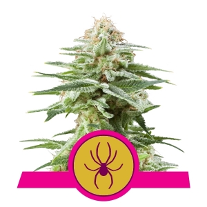 White Widow Seeds