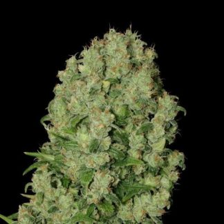 White Russian seeds