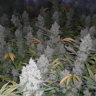 Amnesia Haze Bulk Seeds