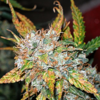 Blueberry Auto Bulk Seeds