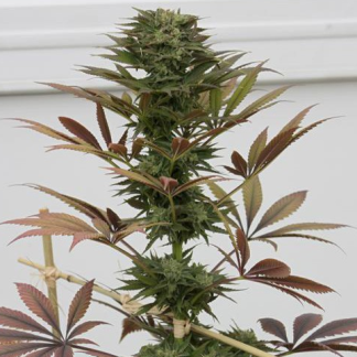 Blueberry en gros