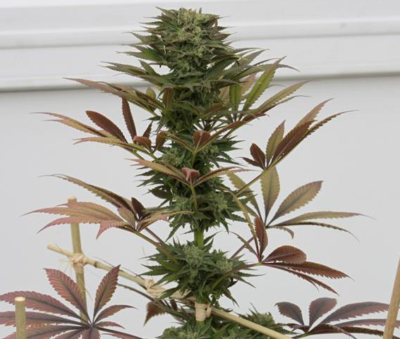 Blueberry en gros