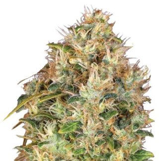 Bubba Kush Bulk Seeds
