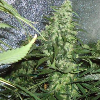 Cheese Bulk Seeds