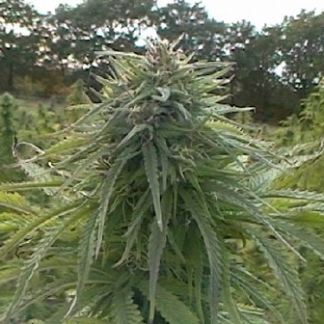 Critical Jack Herer Auto Bulk Seeds