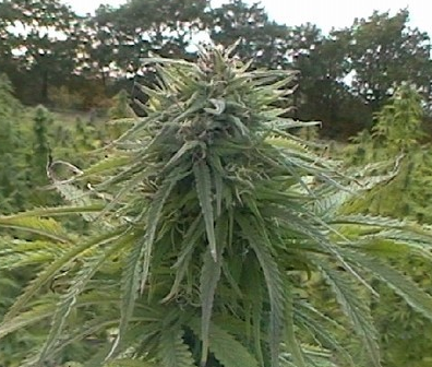 Critical Jack Herer Auto Bulk Seeds