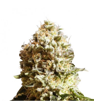 Diesel OG Premium Bulk Seeds