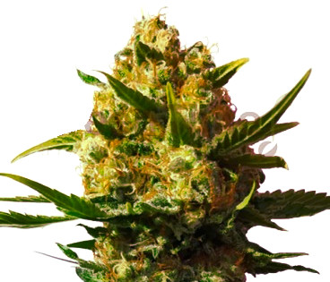Juanita Seeds