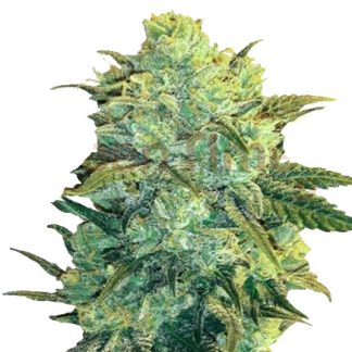 Kush Auto Bulk Seeds