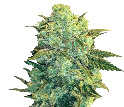 Graines de Kush Auto en vrac