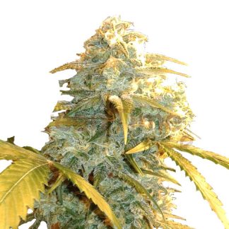 Mobydick Auto Bulk Seeds