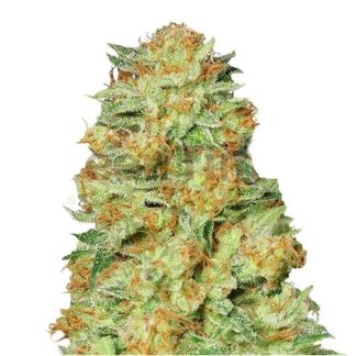 Nicole Kush Seeds