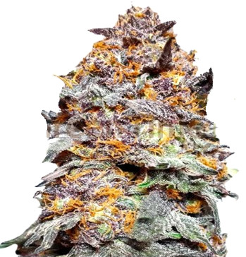 Purple Punch Auto Seeds