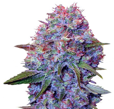 Purple Punch Graines