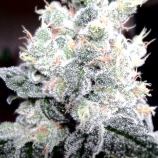White Rhino Bulk Seeds